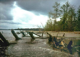 
Trois millénaires de civilisation entre Colombie et Equateur. La région de la Tumaco La Tolita. Plage et mangrove morte, côte près de la Tolita (Equateur)

