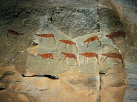 
Des peintures rupestres d'Afrique australe. Afrique du Sud. La qualité des peintures est très souvent remarquable, même quand les figures sont des dimensions réduites, ici les animaux mesurent autour de 20 cm
