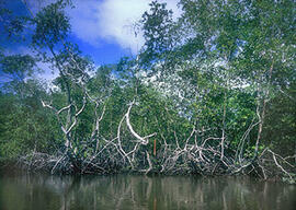 
Trois millénaires de civilisation entre Colombie et Equateur. La région de la Tumaco La Tolita. Mangrove côtière (Parc Sanquianga)
