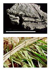 
Reconstitution de l'habitat néolithique à Khirokitia (Chypre). Fragment de toiture portant sur une tranche des empreintes interprétées comme celles d’un cerclage de cannes contenant les couches de terre encore liquide. Le cerclage est posé sur les feuillages et est maintenu par la face intérieure du parement de pierre
