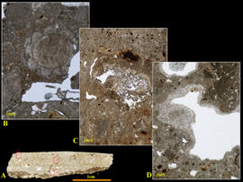 
Chaîne d'observations microscopiques : un outil pour la recherche. Images numériques. Micromorphologie. A : enduit de chaux : couche de revêtement en craie non calcinée surmontée par une strate en chaux; (B) Microfossile à la structure transformée mais non décomposée (x100) ; (C) fragment de végétal imprégné par des carbonates secondaires (calcrète) faisant partie des dégraissants ajoutés  (x100) ; (D) Cristaux de carbonates secondaires sparitiques déposés contre les parois de vésicules (x100) . Shillourokambos (Chypre). Néolithique précéramique (~ 9000 – 8000 14C BP). Shillourokambos (Chypre). Microscope pétrographique
