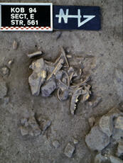 
Recherches franco-bulgares sur le site néolithique de Kovacevo en Bulgarie. Les structures. Ces ossements d'un petit chien âgé et domestique ont été posés soigneusement sur une figurine en marbre et représentent un dépôt rituel lors de la construction d'un bâtiment du secteur E
