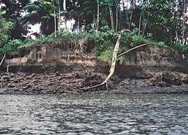 
Trois millénaires de civilisation entre Colombie et Equateur. La région de la Tumaco La Tolita. Sites et fouilles. Tola à Tierra Firme (Rio Santiago, près de la Tolita)
