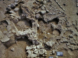 
Recherches franco-bulgares sur le site néolithique de Kovacevo en Bulgarie. Les structures. Immédiatement sous la terre arable du secteur K se trouvaient les vestiges brûlés d'une maison de la fin du Néolithique ancien
