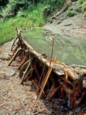 
Du sel et des hommes : approches ethnoarchéologiques. La Nouvelle-Guinée. Bassin de captage de la source très salée de Wandai chez les Moni
