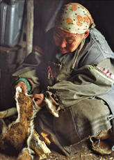 
Vivre avec les rennes. Techniques. Une femme évalue un kamous, peau des pattes de renne, avant de la travailler. Atchaïvaïam, Nord Kamtchatka
