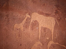 
Des peintures rupestres d'Afrique Australe. Namibie. Gravures représentant des girafes et un éléphant "naturaliste"

