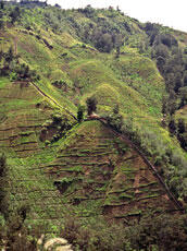 
Du sel et des hommes : approches ethnoarchéologiques. La Nouvelle-Guinée. Jardins d’altitude implantés en forêt primaire. Les papous des Hautes Terres cultivent essentiellement la patate douce, le taro, la banane…

