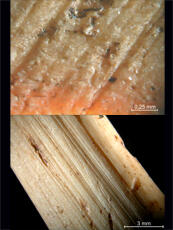 
Chaîne d'observations microscopiques : un outil pour la recherche. Images numériques. Tracéologie osseuse. En haut : traces d'abrasion sur os (x50). En bas : traces de raclage au silex sur os (x7,5). Cuiry-lès-Chaudardes (Aisne, France). Néolithique Rubané. Microscope stéréoscopique
