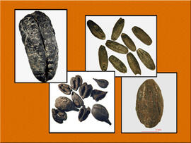 
Chaîne d'observations microscopiques : un outil pour la recherche. Images numériques. Carpologie. En haut à gauche : graine de datte carbonisée ( Phoenix dactylifera ). Konar Sandal (Province de Kerman, Iran). Âge du Bronze. En bas à gauche : graines de vigne carbonisées ( Vitis vinifera ). Konar Sandal. Âge du Bronze. En haut à droite : grains d'ivraie carbonisés ( Lolium ).Tell Sakan (Gaza, Palestine). Âge du Bronze. En bas à droite : noyau d'olive carbonisé ( Olea europaea ). Tell Sakan (Gaza, Palestine). Âge du Bronze. Microscope stéréoscopique (x30)
