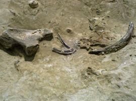 
Gontsy (Ukraine), un site à cabanes en os de mammouths du paléolithique supérieur récents. Sur le sol de la structure n°2 : demi-bassin avec colorants (palette ?), accumulation d’ocre et fragment de défense gravée (outil ?)
