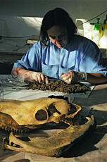 
La tombe d'un prince scythe (Kazakhstan), fouilles des blocs gelés à Almaty. Caroline Relier, restauratrice (UTICA) au travail sur un prélèvement : il s'agit de séparer l'artefact de l'organique et de donner à chacun le traitement qui lui est propre

