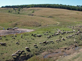 
Du sel et des hommes : approches ethnoarchéologiques. La Moldavie. Troupeau des bergeries environnantes à la source salée de Tolici
