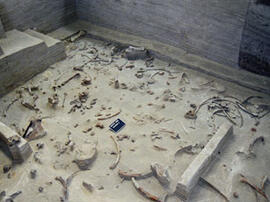 
Gontsy (Ukraine), un site à cabanes en os de mammouths du paléolithique supérieur récents. Vue générale du décapage de la zone d’accumulation de mammouths du niveau inférieur sous le hangar n°2
