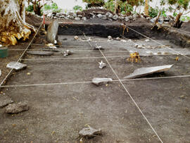 
Un parcours océanien en images. Hommage à José Garanger (1926-2006). Retoka (Vanuatu), au début des fouilles, la sépulture présumée du héros Roy Mata fut repérée grâce à la découverte de deux grandes pierres dressées présentant des conques marines à leurs pieds
