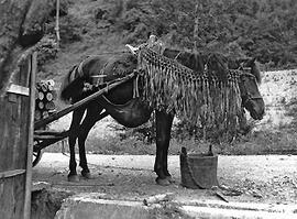 
Le Japon de 1937 à 1939 vu par André Leroi-Gourhan, la vie agricole. Un cheval, une charrette et un chasse-mouches à Akagawa, village situé à 2 km au nord de celui de Nojiri, Nagano
