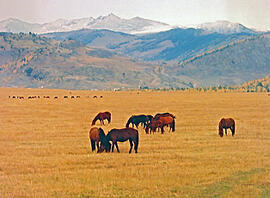 
La tombe d'un prince scythe (Kazakhstan), vallée de la Bukhtarma. L'élevage des chevaux est resté une tradition chez les Kazakhs de l'Altaï. La terrasse de la Bukhtarma où se trouve la nécropole constitue une belle prairie. Dans le lointain vers l'est s'élèvent les montagnes et les hauts plateaux de l'Altaï, enneigés de août-septembre à juin. Là-bas sur le plateau d'Ukok, à 120 km à vol d'oiseau de Berel' mais en Russie, non loin de la frontière avec la Mongolie et la Chine, les archéologues de Novosibirsk ont fouillé des kourganes au début des années 1990 et notamment celui qui a livré le corps momifié dit de la « chamanesse »
