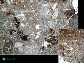 
Chaîne d'observations microscopiques : un outil pour la recherche. Images numériques. Micromorphologie. A : enduit de craie broyée : couche de revêtement surmontée par une strate superficielle couverte d'une pellicule de peinture à base d'oxydes ferromanganiques (x20) . B : détail de la couche de revêtement montrant de nombreux débris de microfossiles (x100). Shillourokambos (Chypre). Néolithique précéramique (~ 9000 – 8000 14C BP). Microscope pétrographique
