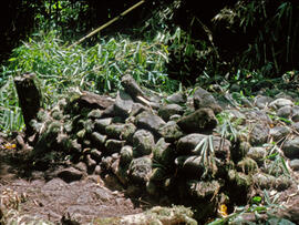 
Un parcours océanien en images. Hommage à José Garanger (1926-2006). Complémentarité archéologie, tradition orale et fouilles de sites funéraires. Basse vallée de la Papeno'o à Tahiti (Îles de la Société, Polynésie française) (site TPPO6), petite plate-forme, comprise dans un vaste ensemble de structures et de pierres dressées, 1975
