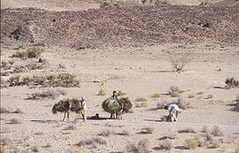 
Chemins vers l'Orient, Pakistan. Turbat, collecte d'herbes sèches pour le combustible et de palmes pour la vannerie

