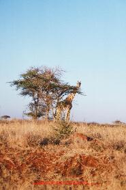 Les girafes d'Isenya. Diapositives 1219-1223