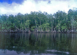 
Trois millénaires de civilisation entre Colombie et Equateur. La région de la Tumaco La Tolita. Mangrove côtière (Parc Sanquianga)
