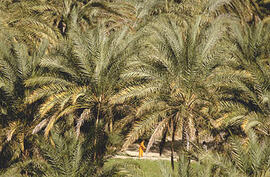 
Chemins vers l'Orient, Pakistan. Palmeraie de Turbat

