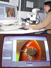 
Chaîne d'observations microscopiques : un outil pour la recherche. Images numériques. Activités du laboratoire.  Premiers traitements d'analyse d'image sur le logiciel Axiovision Zeiss : mesures d'éléments sur cliché capturé grâce à une caméra numérique (4 millions de pixels) associée au stéréomicroscope (Nikon, MZ 1500). Les mesures sont automatiquement transférées dans un fichier excel
