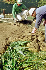 
Reconstitution de l'habitat néolithique à Khirokitia (Chypre). Les maçons déposent une première couche de terre à bâtir, préparée plusieurs jours avant son emploi
