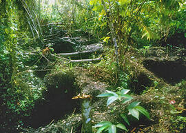 
Trois millénaires de civilisation entre Colombie et Equateur. La région de la Tumaco La Tolita. Sites et fouilles. Site pillé par des fouilleurs clandestins à la Tolita
