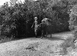 
Le Japon de 1937 à 1939 vu par André Leroi-Gourhan, la vie agricole. Un boeuf de portage, auprès du temple bouddhiste de Myosenji, ville d'Aïkawa, île de Sado, Niïgata
