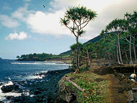 
Un parcours océanien en images. Hommage à José Garanger (1926-2006). Les premiers travaux. Tongoa (Vanuatu), site de Mangarisu, sondage effectué dans les pandanus, sur la côte
