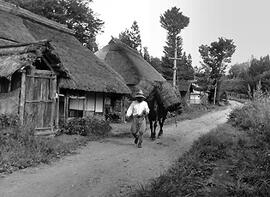 
Le Japon de 1937 à 1939 vu par André Leroi-Gourhan, la vie agricole. Un cheval de portage, à Furuma, auprès du lac de Nojiri, Nagano
