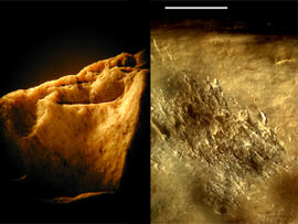 
Chaîne d'observations microscopiques : un outil pour la recherche. Images numériques. Tracéologie osseuse. En haut : esquillement et émoussé du bord d'un outil tranchant en os. Drama (Bulgarie). Chalcolithique ancien Karanovo VI. Microscope stéréoscopique (x10) (I. Sidéra). En bas : surface d'un retouchoir expérimental en os. Microscope stéréoscopique (x10) (E. David)
