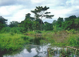 
Trois millénaires de civilisation entre Colombie et Equateur. La région de la Tumaco La Tolita. Sites et fouilles. Vue d'ensemble du site Inguapi

