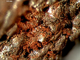 
Chaîne d'observations microscopiques : un outil pour la recherche. Images numériques. Tracéologie lithique. Inclusions d'hématite oolithique dans les grains d'une meule. Remicourt (Hesbaye, Belgique). Néolithique Rubané. Microscope stéréoscopique (x50)
