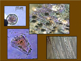 
Chaîne d'observations microscopiques : un outil pour la recherche. Images numériques. Phytolithologie et anthracologie. En haut à gauche : phytolithe circulaire lisse de dicotylédone. Roynac-le-Serre (Drôme, France). Époque gallo-romaine. Microscope à lumière transmise (x600). En bas à gauche : cellule bulliforme silicifiée de graminée. Upie-les-Vignarets (Drôme, France). Fin du IIIe millénaire avant J.-C. Microscope à lumière transmise (x600). En haut à droite : charbon de bois de peuplier, coupe transversale. Microscope à lumière réfléchie (x100). En bas à droite : charbon de bois de pomoïdée, coupe longitudinale tangentielle. Microscope à lumière réfléchie (x200)
