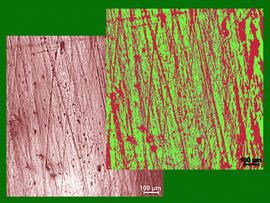 
Chaîne d'observations microscopiques : un outil pour la recherche. Images numériques. Tracéologie osseuse. À gauche : surface de la pointe expérimentale utilisée pour perforer une peau fraîche de mouton par percussion posée indirecte. À droite : transcription du cliché en mode binaire pour le traitement d'image. Microscope à lumière réfléchie (x100)
