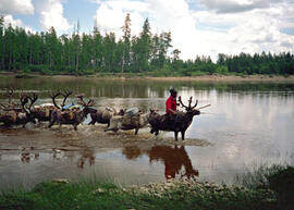 
Vivre avec les rennes. Environnement et mobilité. Traversée de la rivière Timpton en taïga. Région de Iengra, Yakoutie
