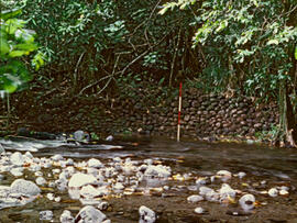 
Un parcours océanien en images. Hommage à José Garanger (1926-2006). Les premiers travaux. Tahiti, presqu'île de Tautira, mur en élévation en bordure de la Vaiote

